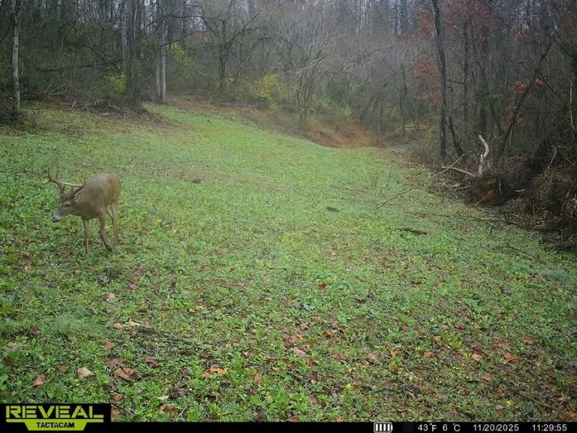 deer pic 19-2