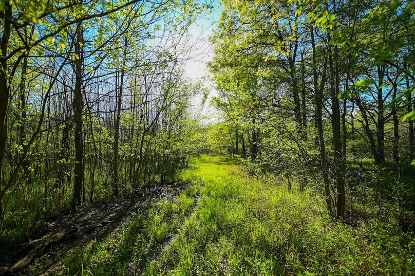 vandalia 450 (2)-3052