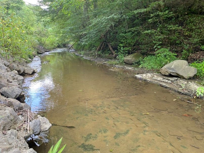 009 the blueline stream that flows along Puncheon Camp Ck road