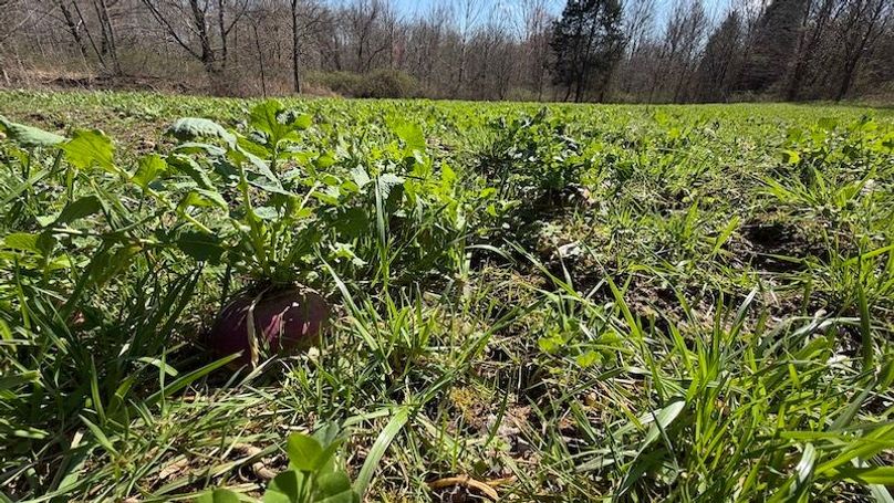 Butler 118 Capella33