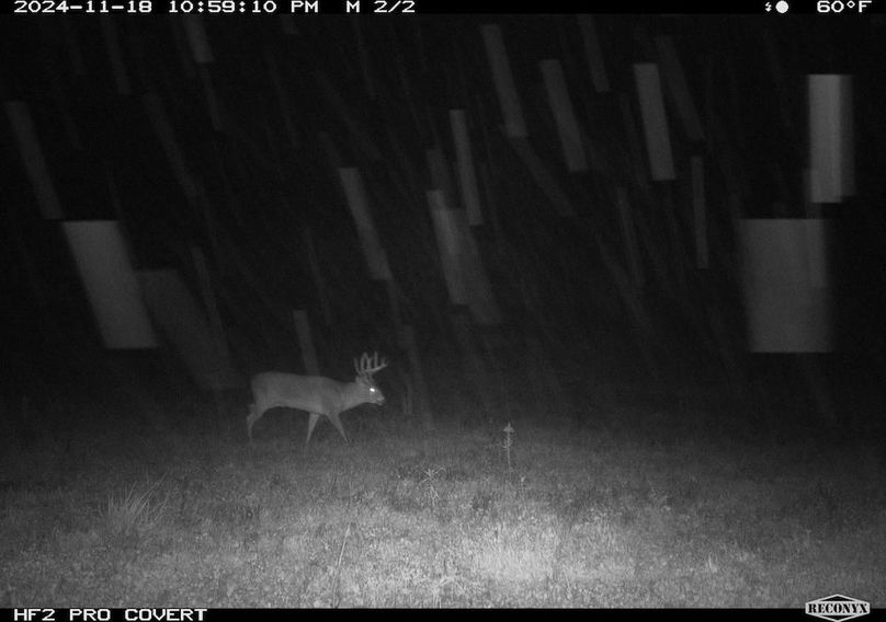 Copy of deer photos.191