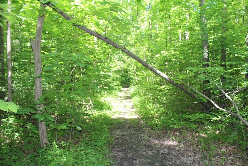 trail 7