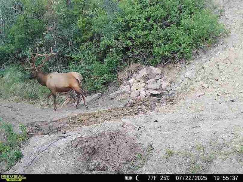 860516063676799-100-3-07222025195536-V-W1010398