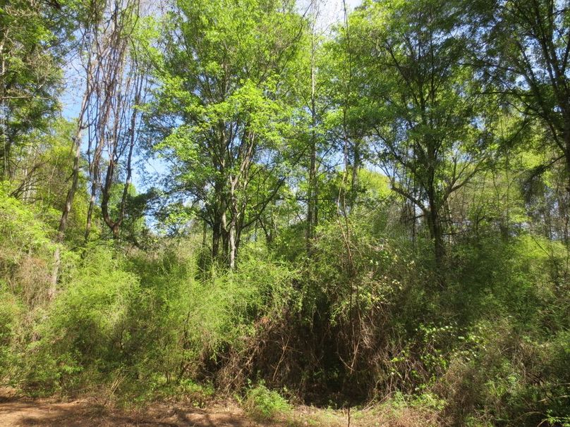 4D76D802-8FE8-40AE-B1A0-F23DD717D44B_1_105_c