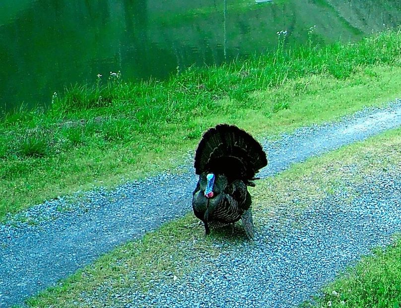 DVE Pond Turkey 3