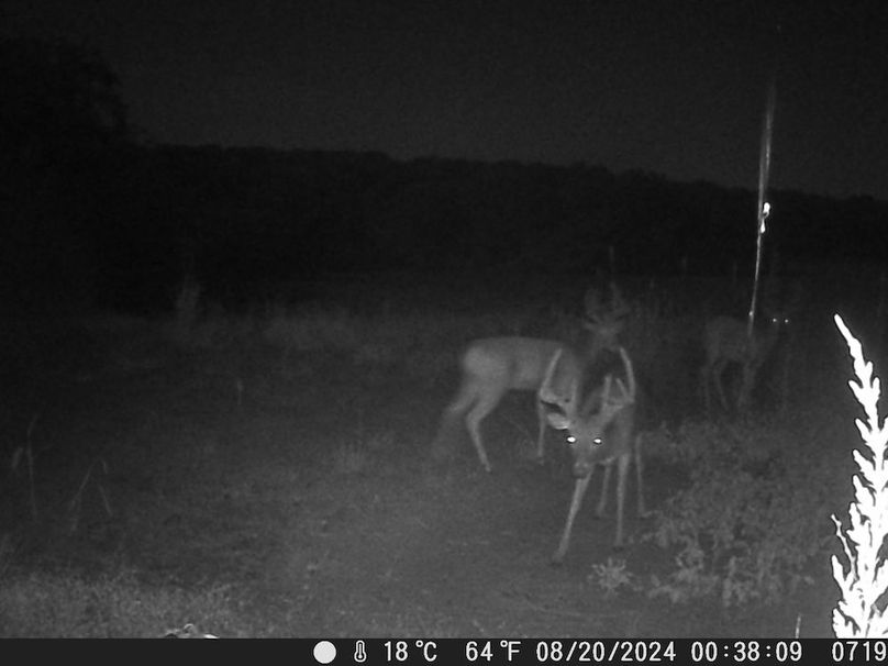 Trail Cam 6