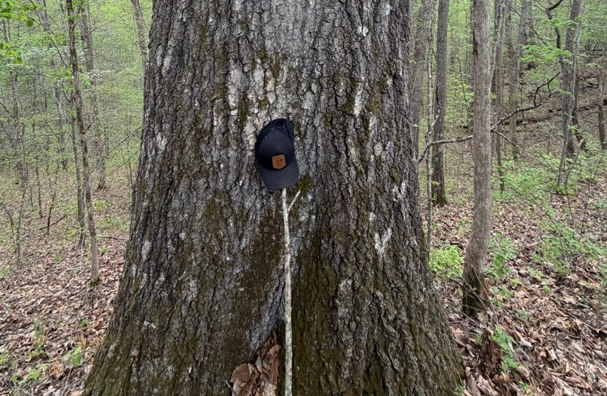 003 Large Oaks across the property