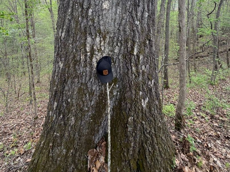 003 Large Oaks across the property