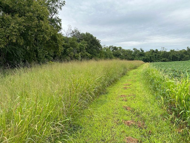 switchgrass cover lining the timber