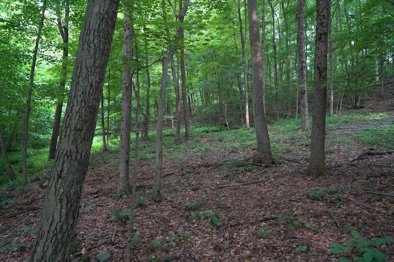 Fayette, 14.14, Kokot-08