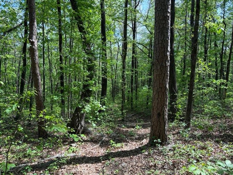 65B5A7DB-556A-4FEC-971B-9AE82975F2BF_1_105_c