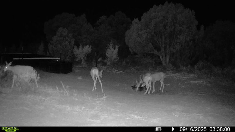 016578004060205-100-3-09162025033800-V-SYFW00093