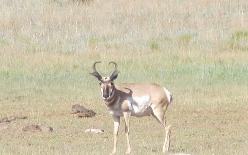 Pronghorn buck 5