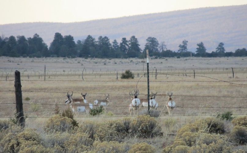 Pronghorn group 5