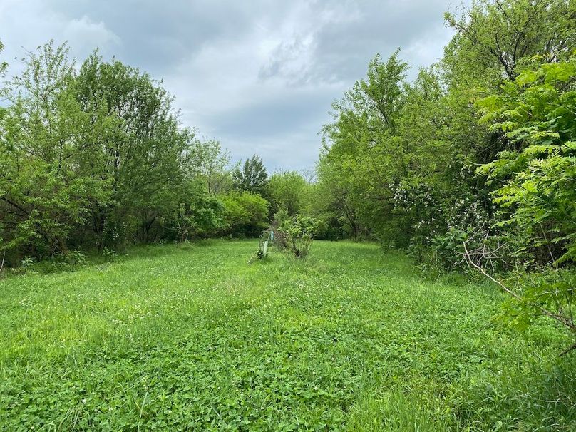 023 the food plot area with lush white clover just to the south of the hunting blind copy