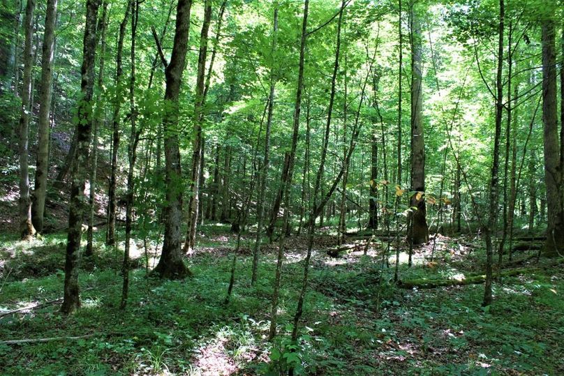 022 open forested creek bottom near the middle of the property