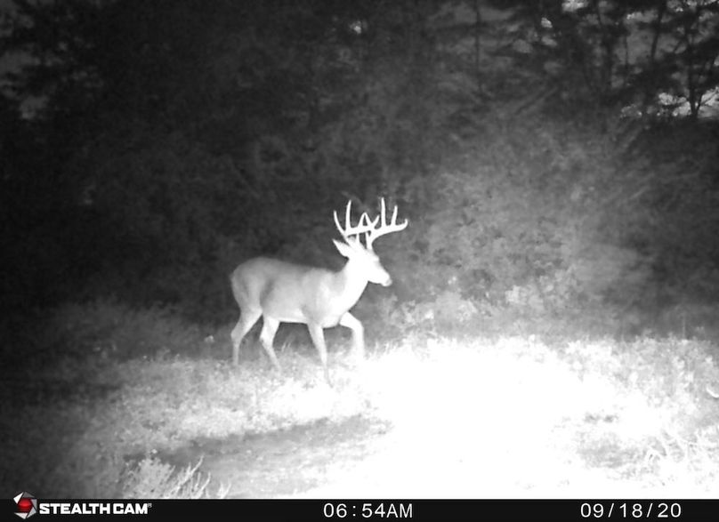 07 solid 10 pointer copy