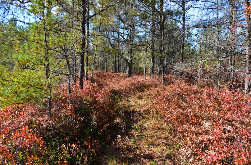 Screenshot 2025-11-14 at 11.17.15 AM