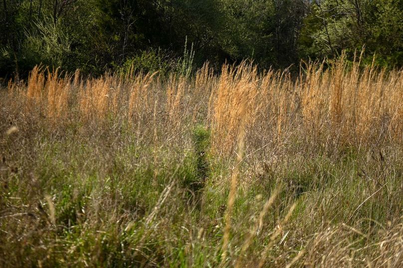 vandalia 450 (2)-2471