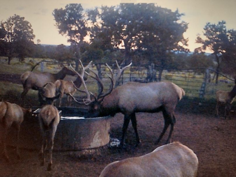 24 elk