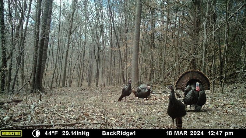 trailcam8