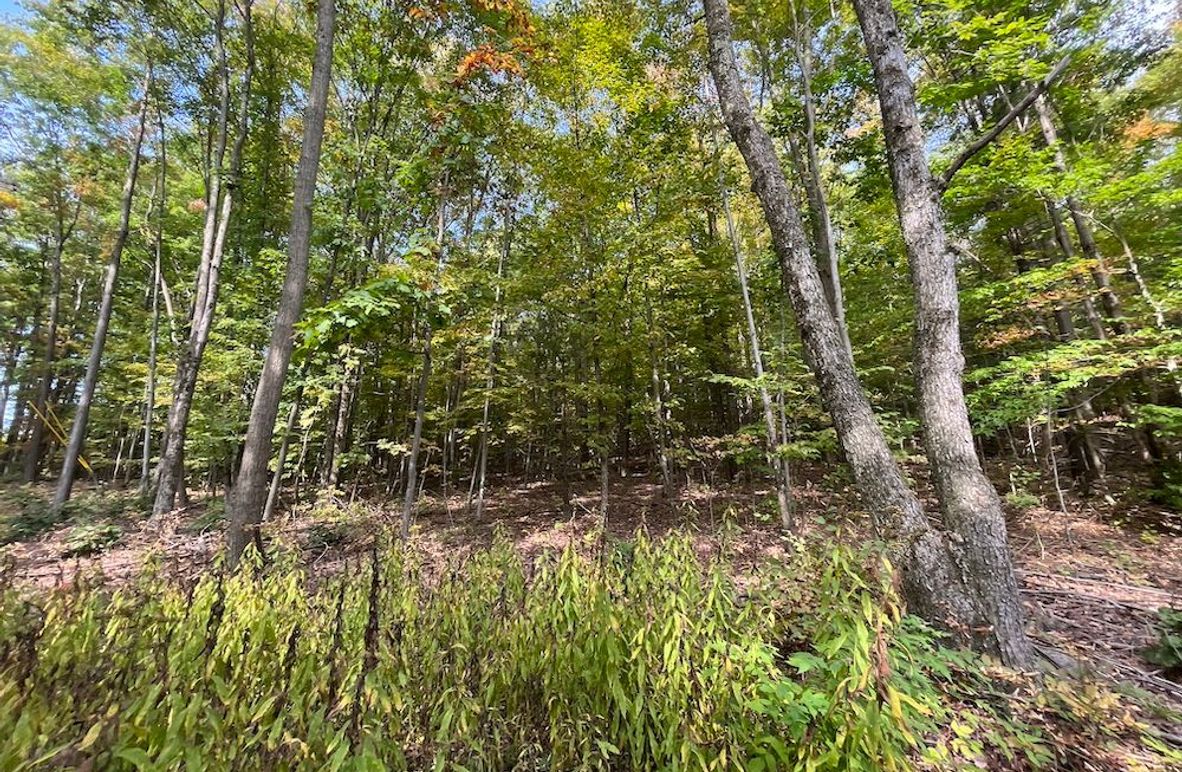 Chemung_17.45_Delsey Photo 3