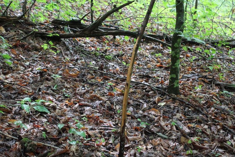 012 old rub on a cedar tree