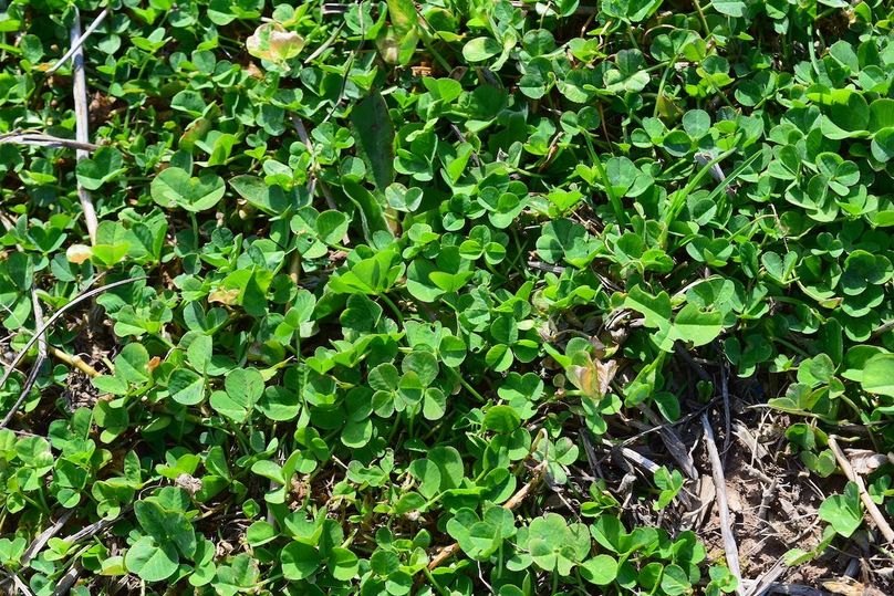 DSC_0277_inPixio (2)