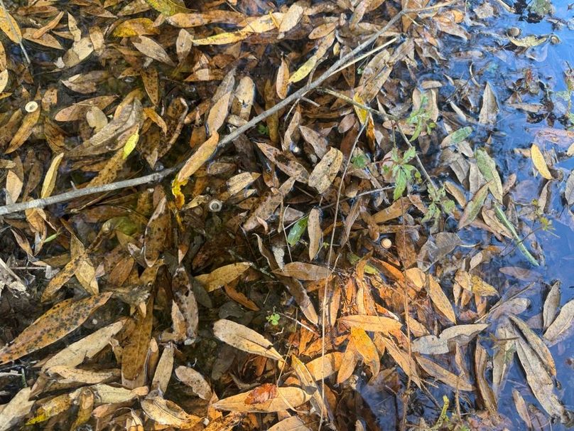 1a1 jeff 8320251111_0251