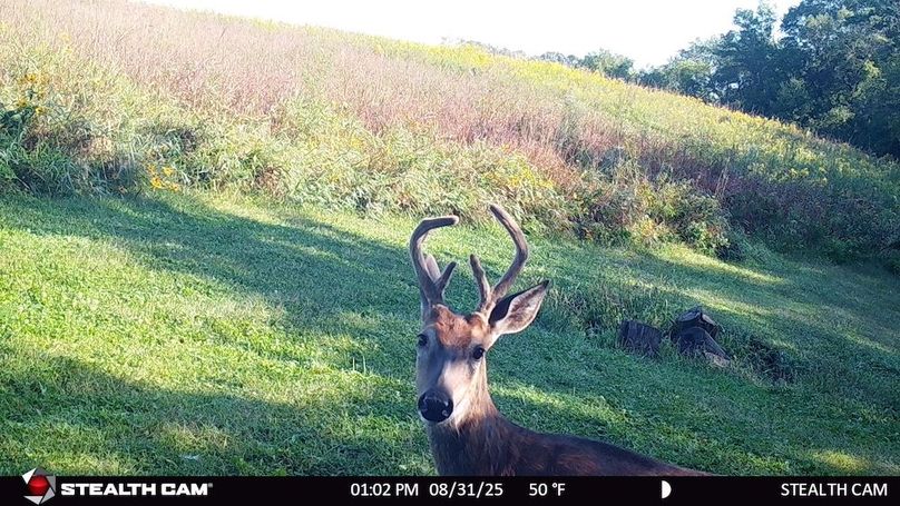 Buck Sept 25