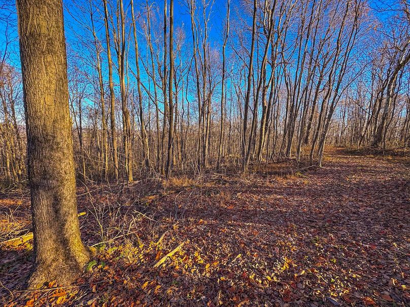 Pleasants_Wood 169.97 AC Cokeley-68