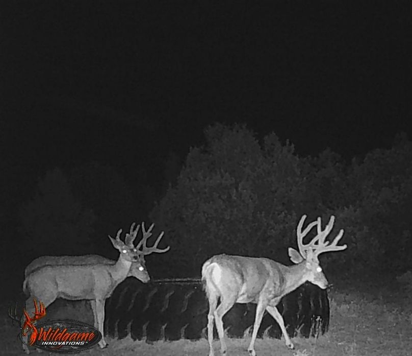 mule deer at drinker