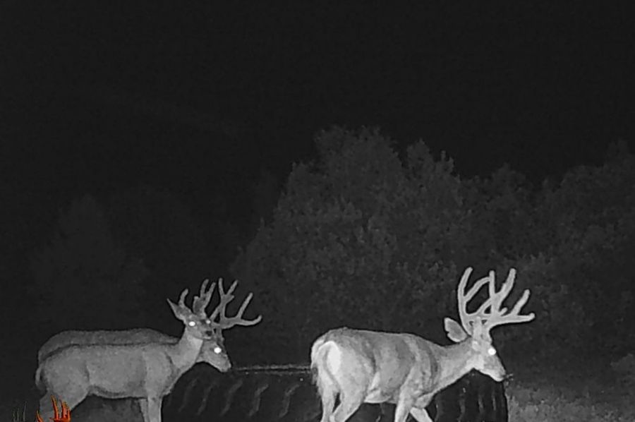 mule deer at drinker