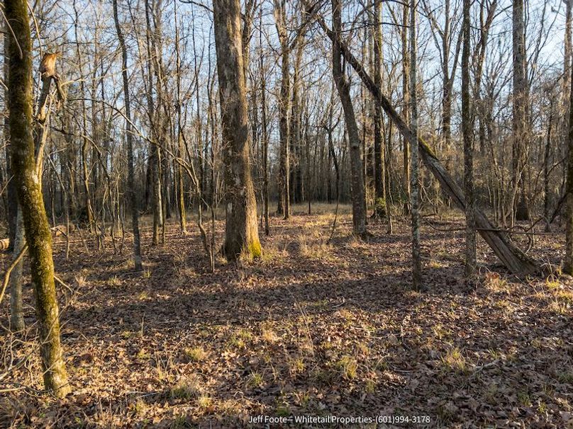 Hinds Co - 53.51 - MT Beasley-24