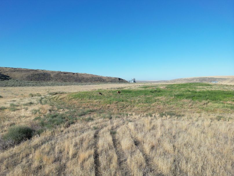 #31 deer grazing in the clover