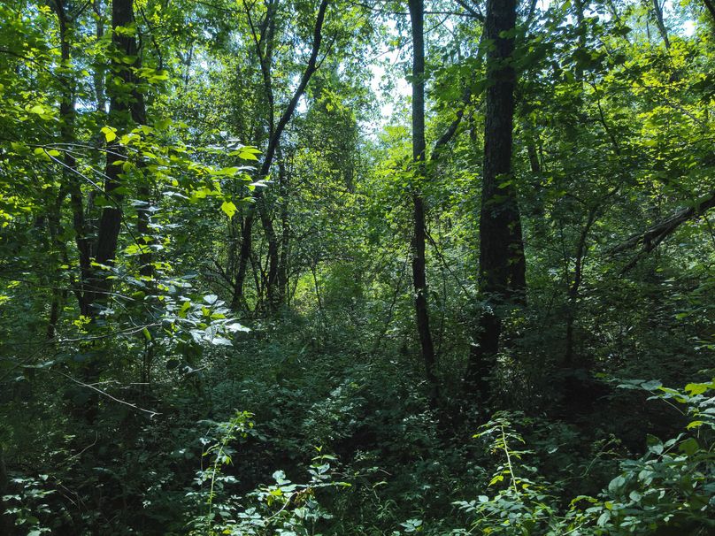 47. Woods (18acres)