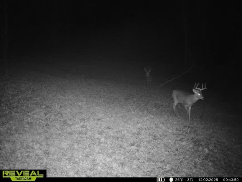 deer pic 18-2