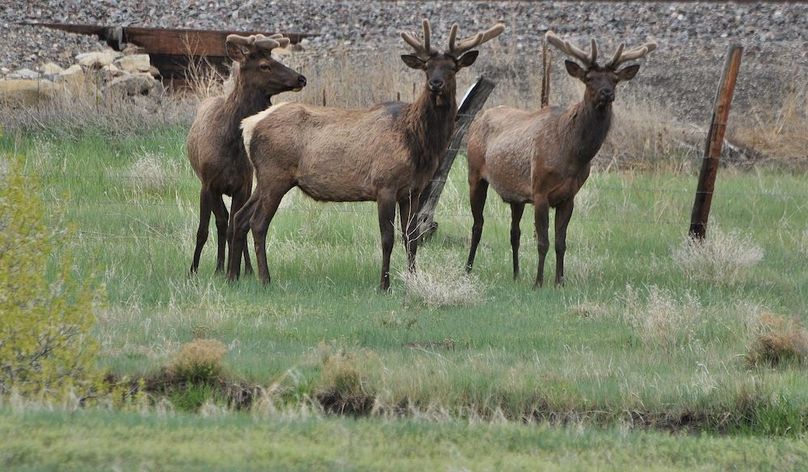 3BullsLooking-052019