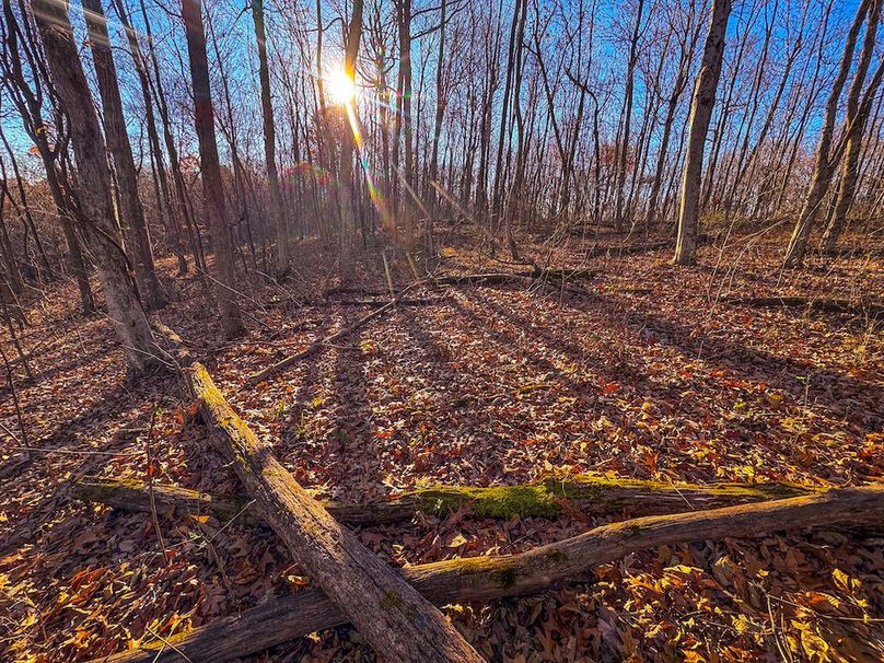 Pleasants_Wood 169.97 AC Cokeley-74