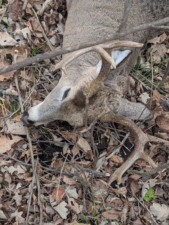 Buck 2