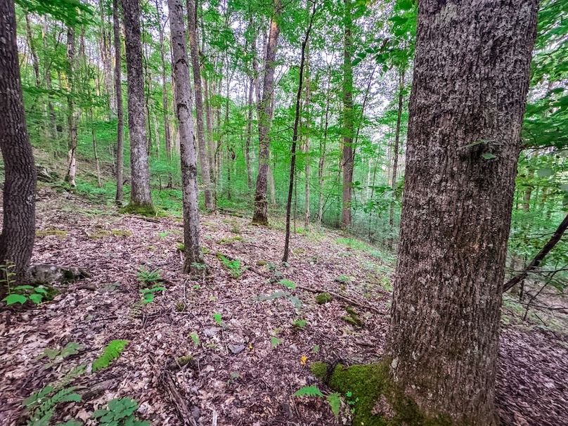 Webster, WV 42 AC Barger-41