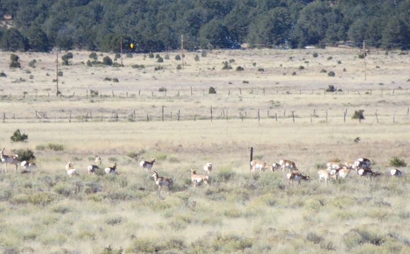 Large group of pronghorn