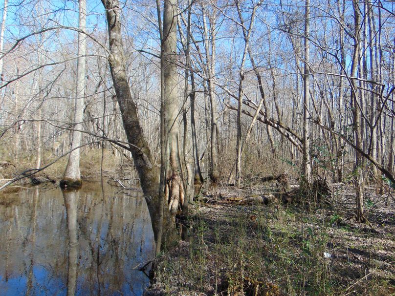 Timber Tract On The Pasquotank River Whitetail Properties