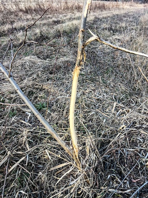 Wabasha 83.7-24