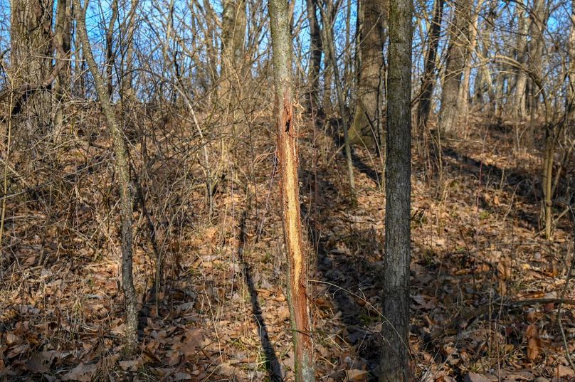 vandalia 450 (2)-2213