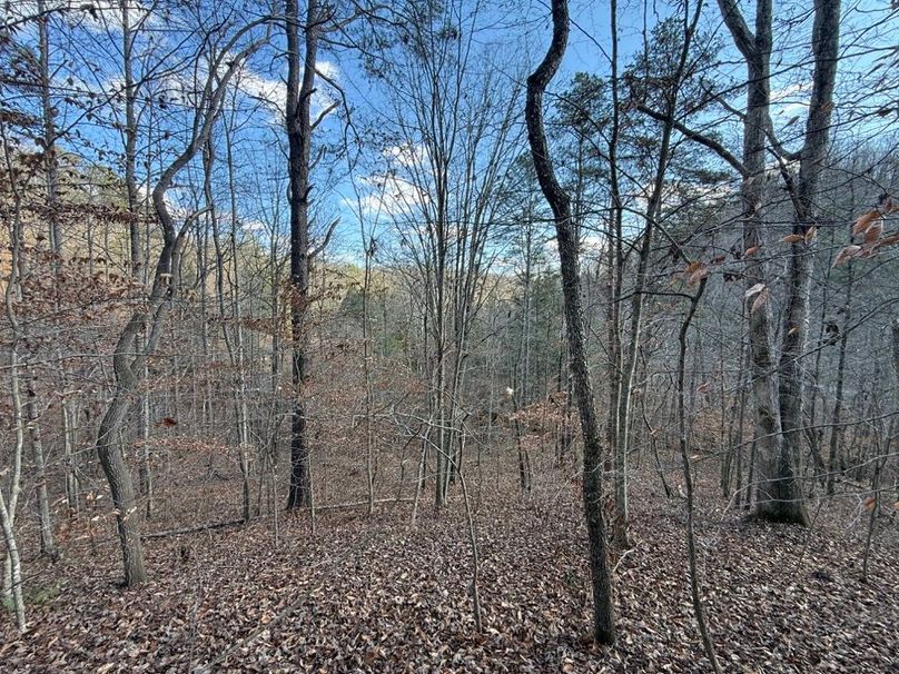 008 view to the south near the south boundary