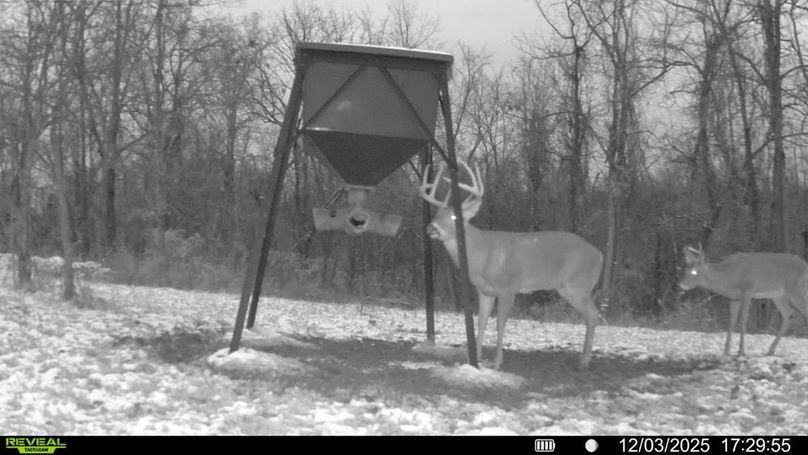 deer pic 1-2