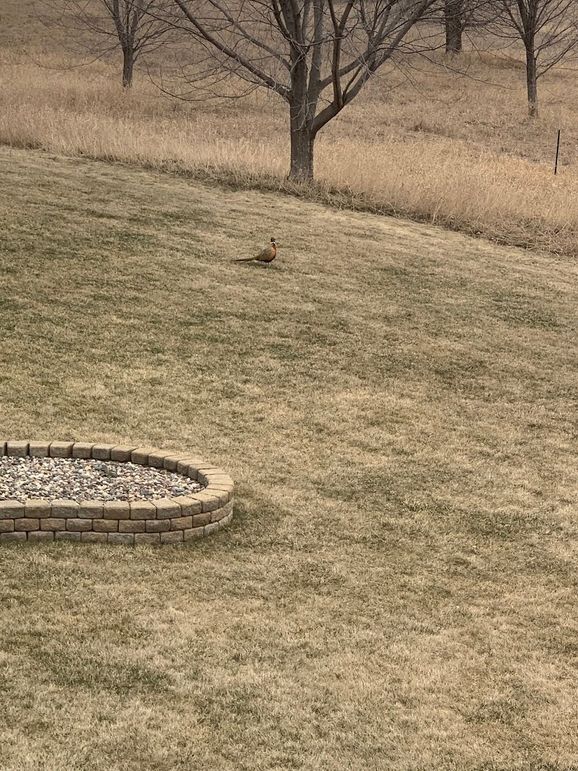 Pheasant in yard