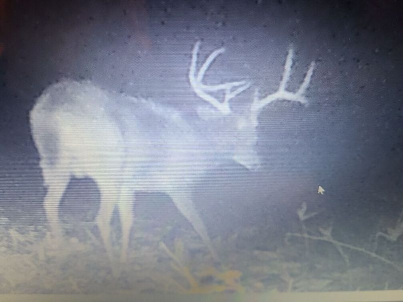 trailcam1