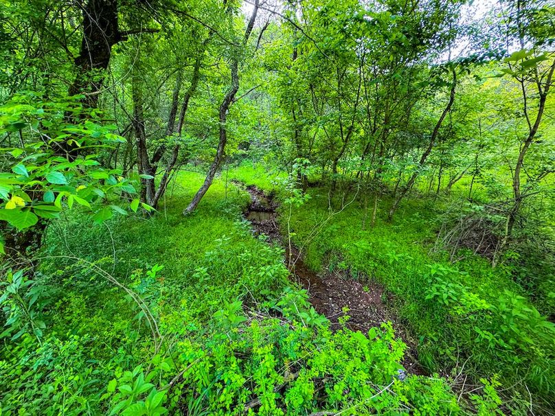 Wirt, WV 145.69 AC 273 Wildflower-03